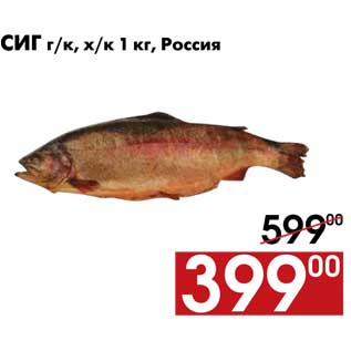 Акция - Сиг г/к, х/к 1 кг, Россия
