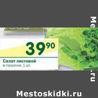 Акция - Салат листовой в горшочке