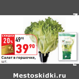 Акция - Салат в горшочке