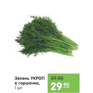 Акция - Зелень Укроп