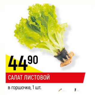 Акция - Салат листовой