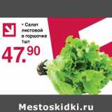 Оливье Акции - Салат листовой в горшочке