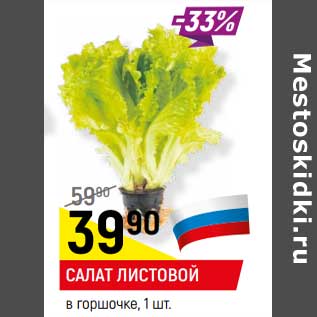 Акция - Салат листовой в горшочке