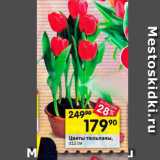 Магазин:Перекрёсток,Скидка:Цветы Тюльпаны
