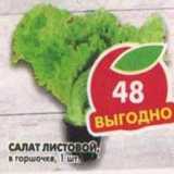 Магазин:Пятёрочка,Скидка:Салат листовой