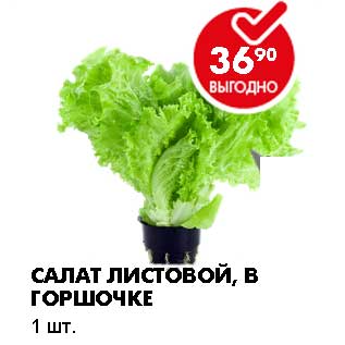 Акция - САЛАТ ЛИСТОВОЙ, В ГОРШОЧКЕ