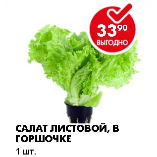 Акция - САЛАТ ЛИСТОВОЙ, В ГОРШОЧКЕ