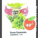 Пятёрочка Акции - Салат Саланова,

кудрявая