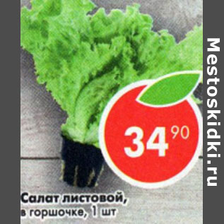 Акция - Салат листовой в горшочке