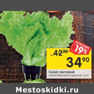 Акция - Салат листовой в горшочке