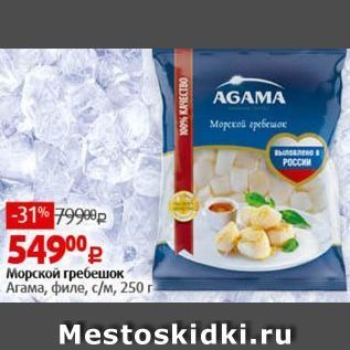 Акция - Морской гребешок Агама