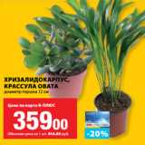 Магазин:К-руока,Скидка:ХРИЗАЛИДОКАРПУС,
КРАССУЛА ОВАТА
