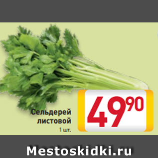 Акция - Сельдерей листовой 1 шт.