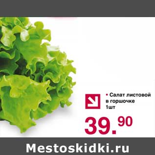 Акция - Салат листовой в горшочке