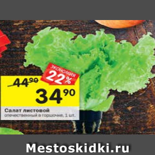 Акция - Салат листовой в горшочке