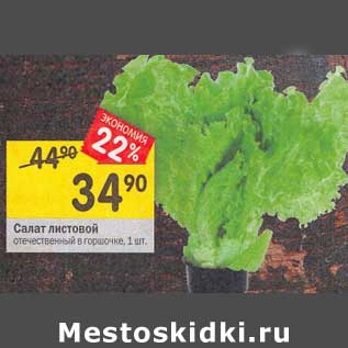 Акция - Салат листовой в горшочке