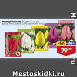 Магазин:Лента,Скидка:ЛУКОВИЦЫ ТЮЛЬПАНОВ, микс, 11/12:
красная, белая, розовая, желтая, фиолетовая коллекция