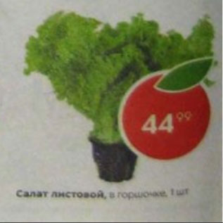 Акция - Салат листовой в горшочке