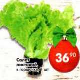 Магазин:Пятёрочка,Скидка:Салат листовой 