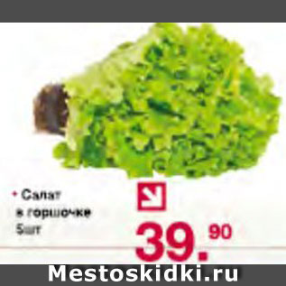 Акция - Салат в горшочке