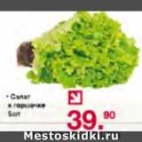 Магазин:Оливье,Скидка:Салат в горшочке