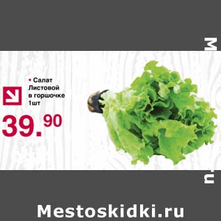 Акция - Салат листовой