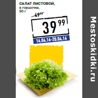 Салат листовой Московский Премиум в горшочке