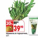 Магазин:Окей,Скидка:Щавель в горшочке