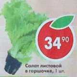 Магазин:Пятёрочка,Скидка:Салат листовой в горшочке