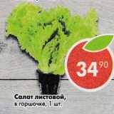 Магазин:Пятёрочка,Скидка:Салат листовой в горшочке