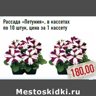 Акция - Рассада «Петуния», в кассетах по 10 штук