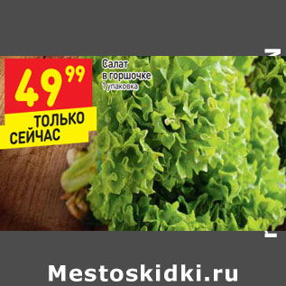 Акция - Салат в горочке
