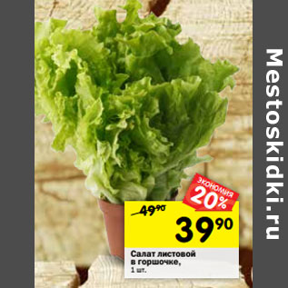 Акция - Салат листовой