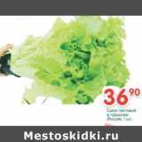 Магазин:Перекрёсток,Скидка:Салат листовой в горшочке 