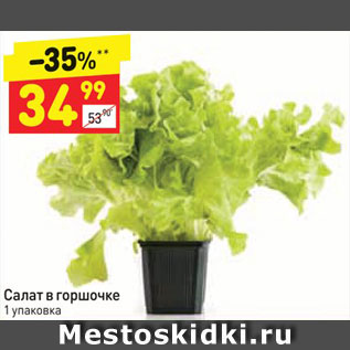 Акция - Салат