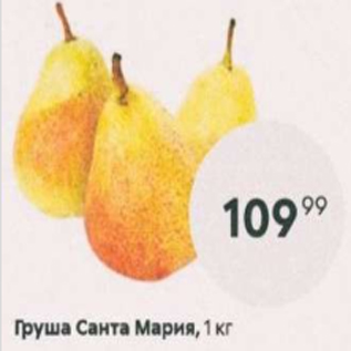 Акция - Груша Санта Мария