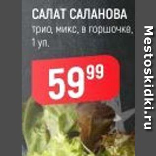 Акция - САЛАТ САЛАНОВА