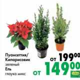 Магазин:Prisma,Скидка:Пуансеттия/Кипарисовик зеленый /Ель глаука микс 