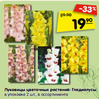 Акция - Луковицы цветочных растений: Гладиолусы в упаковке 2 шт., в ассортименте