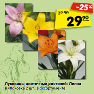 Акция - Луковицы цветочных растений: Лилии в упаковке 2 шт., в ассортименте
