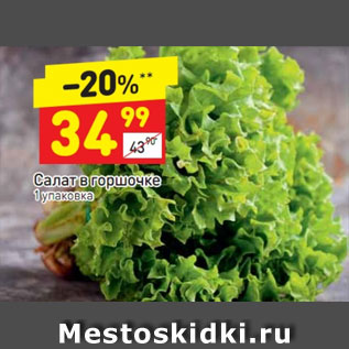 Акция - салат в горшочке