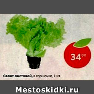 Акция - Салат листовой