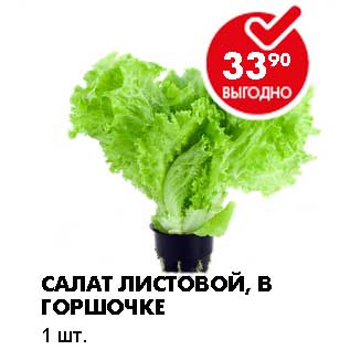 Акция - САЛАТ ЛИСТОВОЙ, В ГОРШОЧКЕ