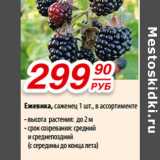 Магазин:Да!,Скидка:Ежевика, саженец 1 шт., в ассортименте