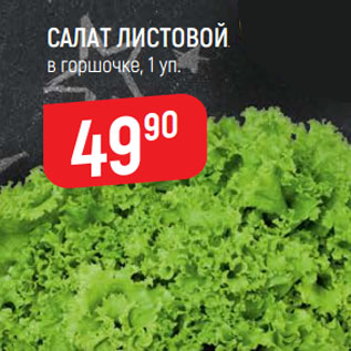 Акция - Салат листовой