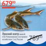 Магазин:Наш гипермаркет,Скидка:Ленский осетр живой ТД Романовское осетровое хозяйство Россия 