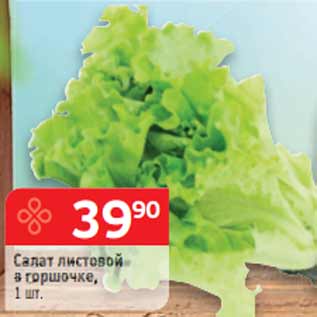 Акция - Салат листовой в горшочке,