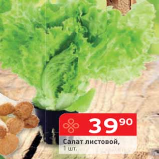 Акция - Салат листовой