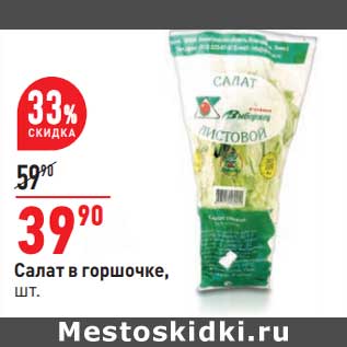 Акция - Салат в горшочке