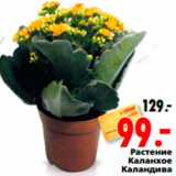 Магазин:Окей,Скидка:Растение 
Каланхое
 Каландива